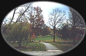 Trees on campus.