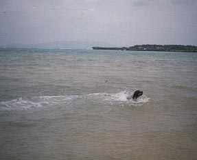 Dog swimming