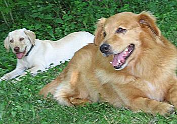 Happy dogs.