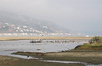 More shorebirds