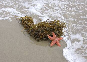 Starfish, seaweed, and surf.