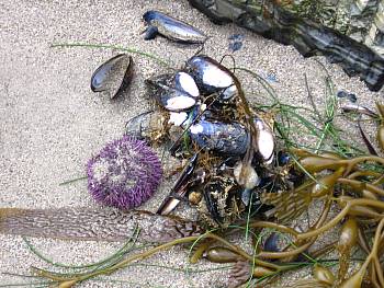 Sea urchin and mussels in seaweed