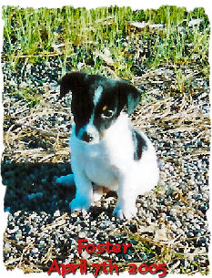 Foster sitting