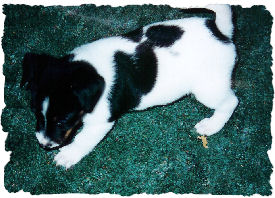 Foster playing on carpet