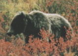 bear12a.jpg (5870 oCg)