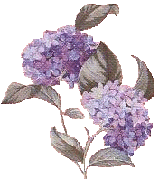 lilac7