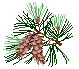 pinecone