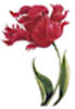 tulip2