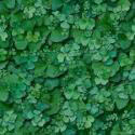 shamrockbkg