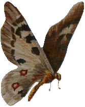 butterfly2