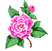 Camellia