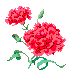 Carnation