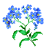 Forget-Me-Not