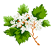 Hawthorn