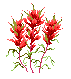 Indian Paint Brush