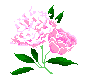 Peony