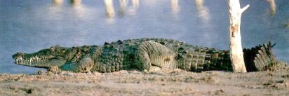 Crocodylus acutus