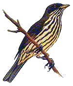 Dulus dominicus