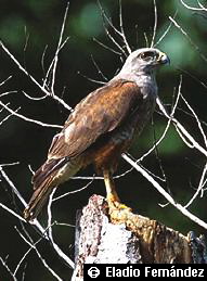 Buteo ridgwayi