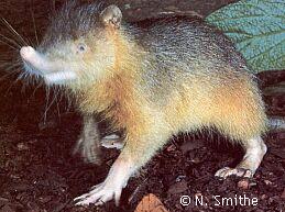 Solenodon paradoxus