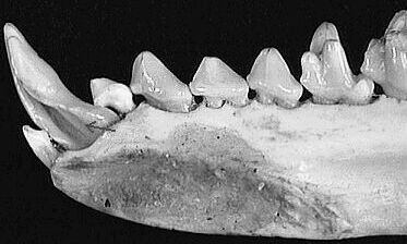 Mandbula de Solenodonte