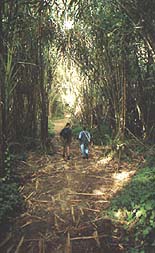 El bosque hmedo cerca de Los Tablones