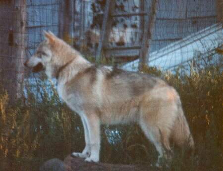 Cherokee Great Granddaughter of Keno