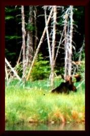 Bull Moose - Moosehead Lake, ME. photo by Wanda Clowater