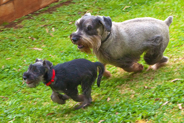 Schnauzers at Play