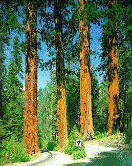 [Sequoia trees]