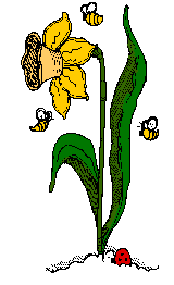 daffodil