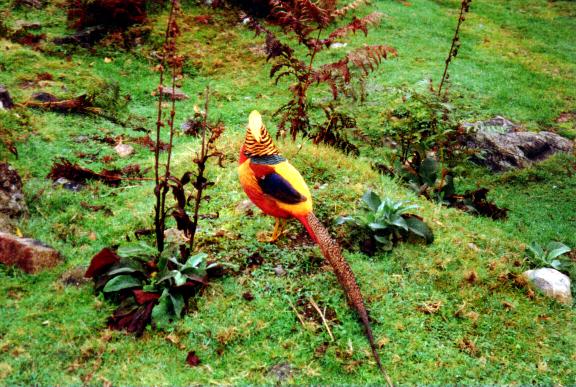 golden pheasent