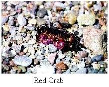 Red Crab