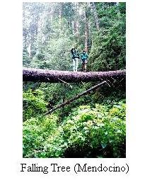 Falling tree (Mendocino)