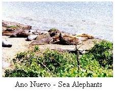 Sea elephants