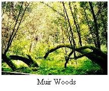 Muir Woods