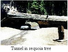 Tunnel in sequoia tree