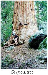 Sequoia tree