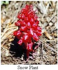 Snow Plant