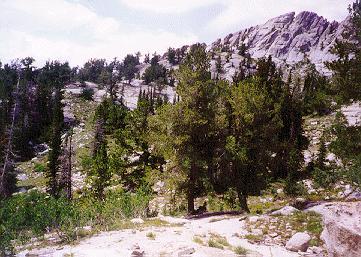 Along the trail in the meadow