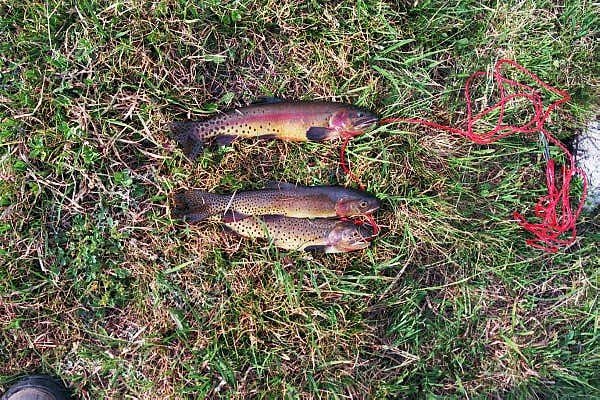 EuropeCanyonCreekCuttrout.jpg (140532 bytes)