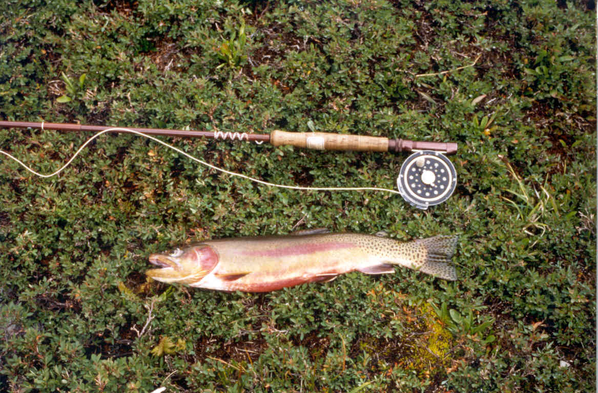 Golden Trout Mike Lilly Somewhere on Horseridge