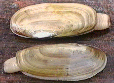 clam.gif (32384 bytes)