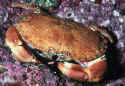 Red Rock Crab