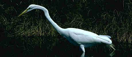 egret.jpg (8327 bytes)