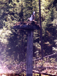 Squaw Bay Resident Osprey