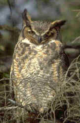 The Great Loud Horned Owl, WHO WHO