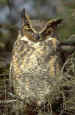 Great Horned Owl