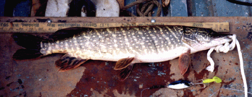 My First Pike