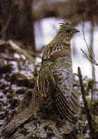 The Ruffed Grouse